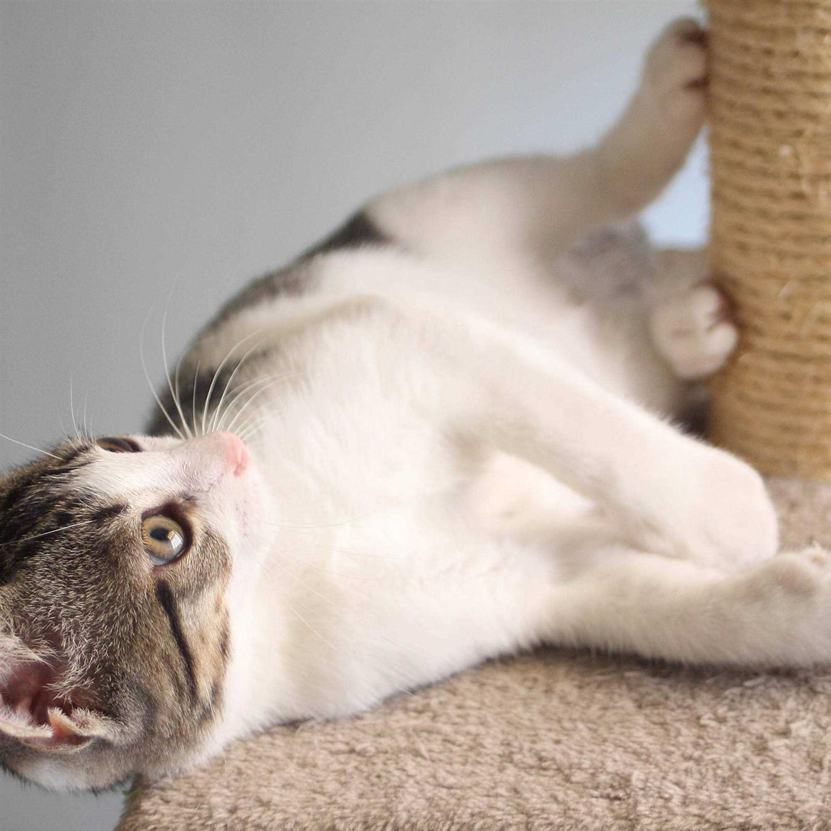 Cat Scratching Post with Toys A1297