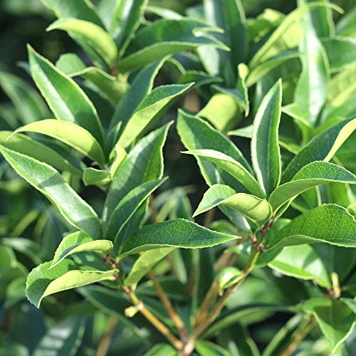 Tea Olive Live Plant, 3 Gallon A76697