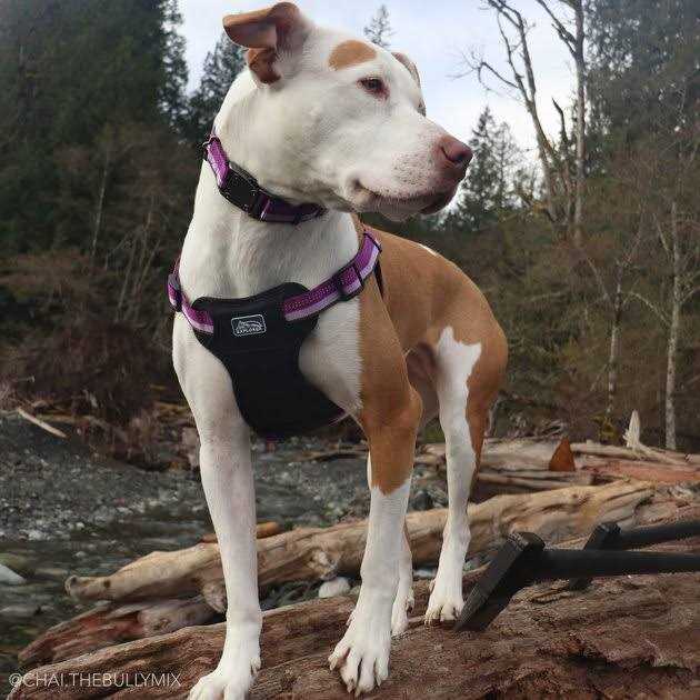 Reflective Adjustable Dog Collar A961