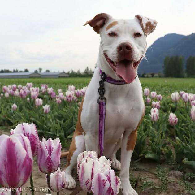 Reflective Adjustable Dog Collar A961
