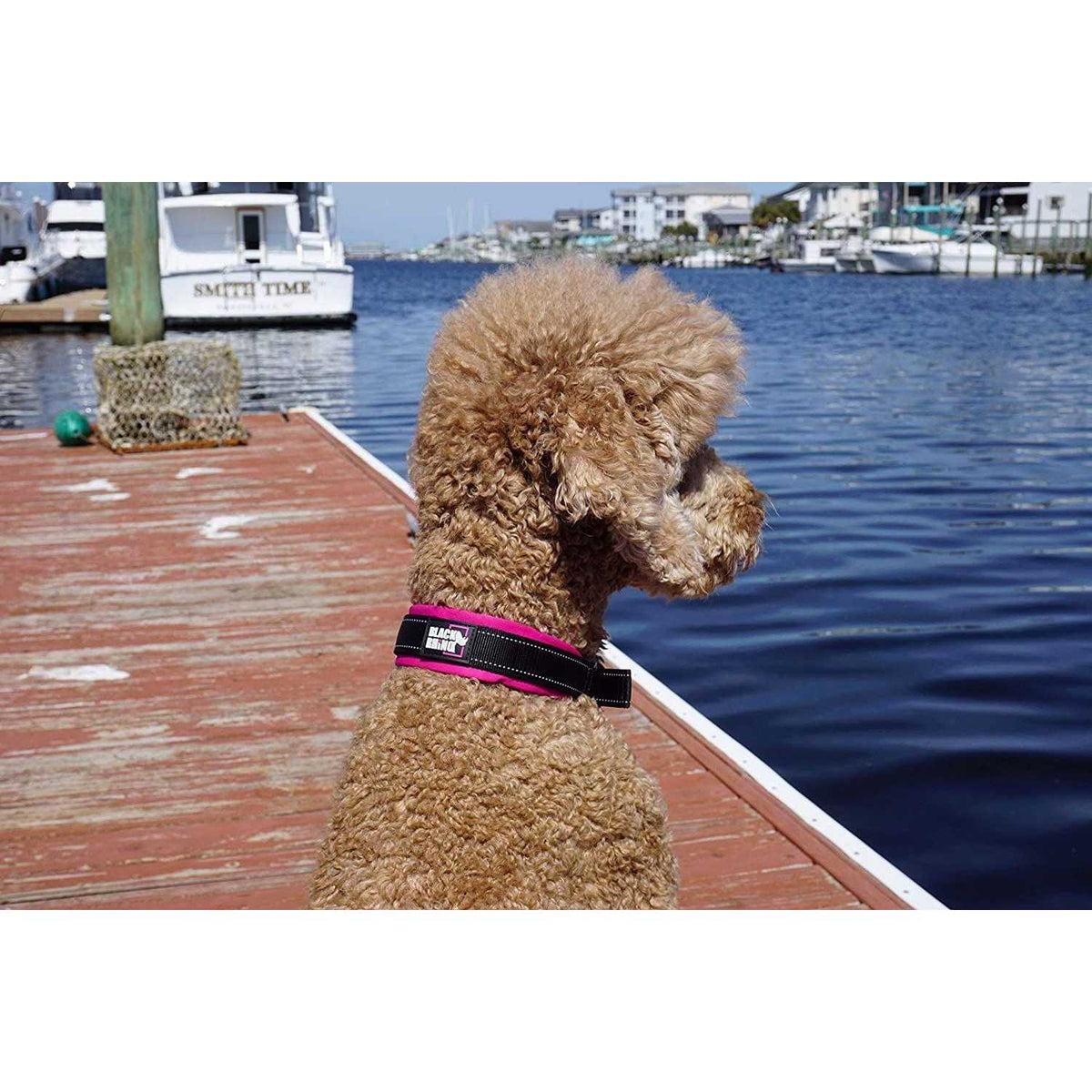 Ultra Soft Neoprene Padded Dog Collar A525
