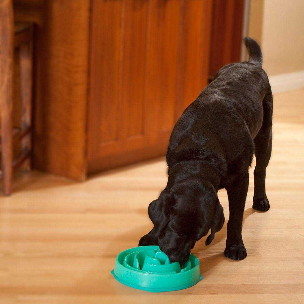 Fun Feeder Dog Bowl Z239348