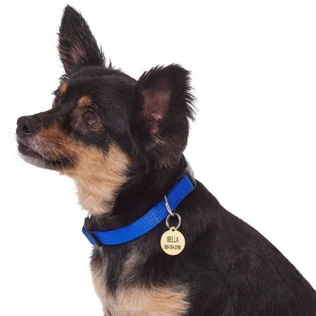 Brass Personalized Dog & Cat ID Tag Q605727