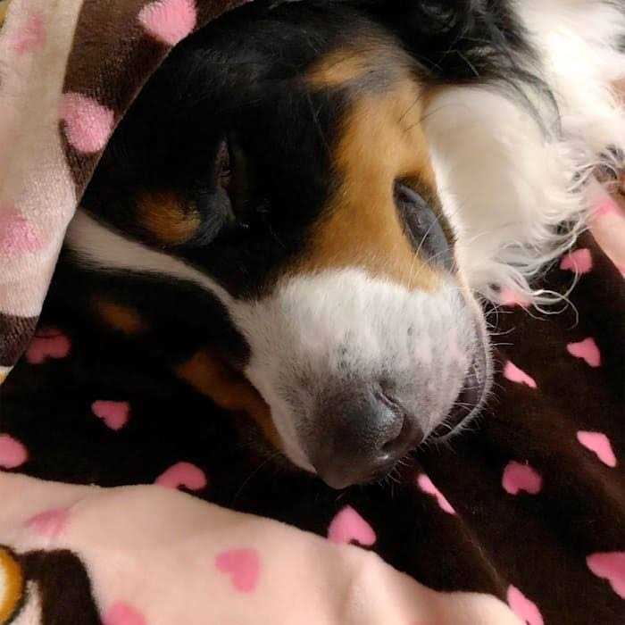Blanket for Pets T488421