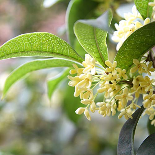 Tea Olive Live Plant, 3 Gallon A76697