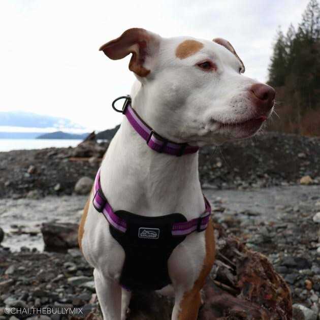 Reflective Adjustable Dog Collar A961