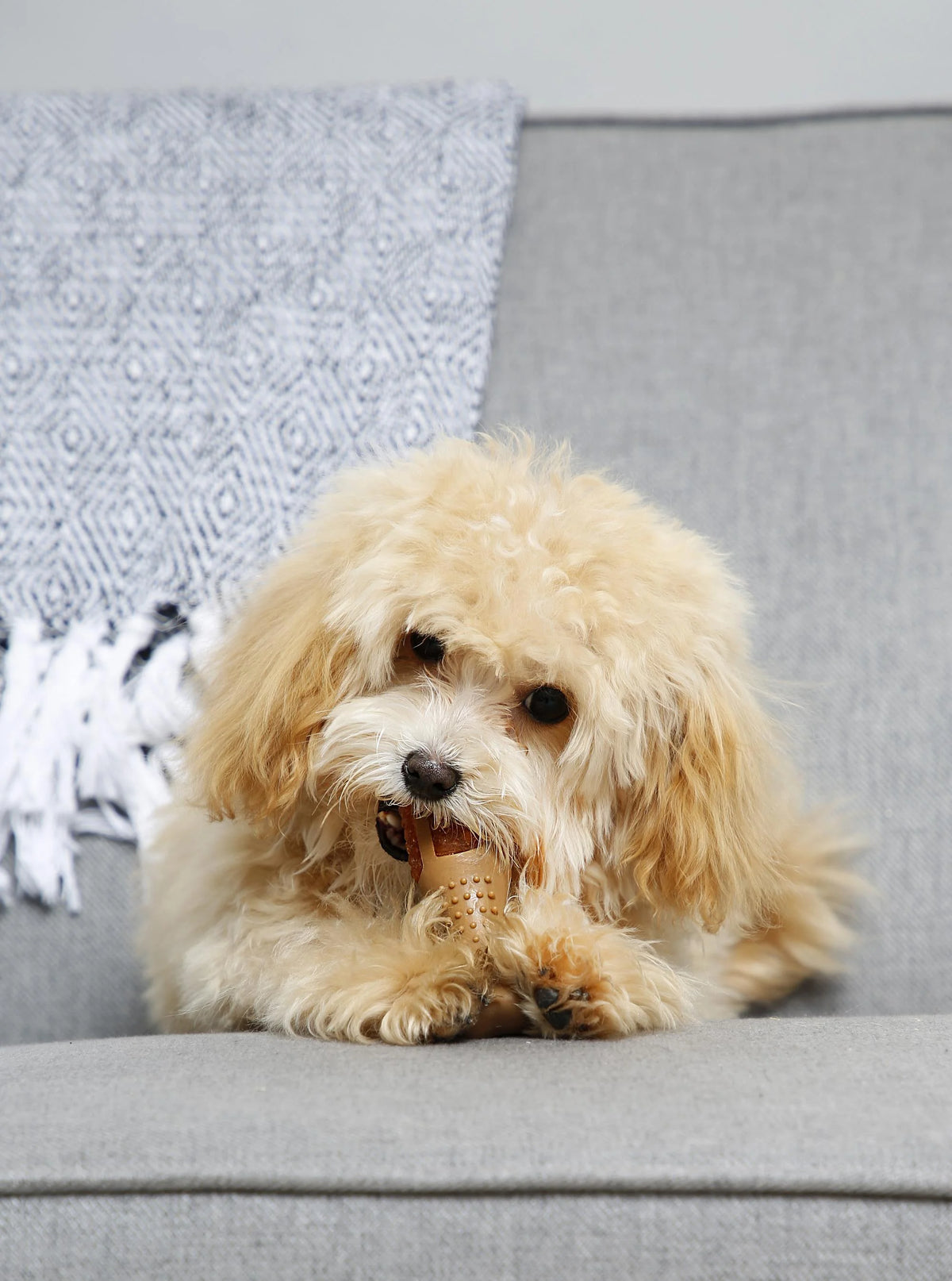 Chicken Flavored Chew Toy, 2 Pack Q602898