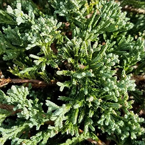 Blue Rug Juniper 2.5 Quart 6-Pack Evergreen Shrubs Ground Cover Live Dwarf Ornamental Conifer Shrub with Blue Green Foliage F5127