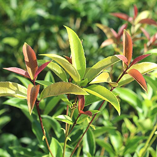 Tea Olive Live Plant, 3 Gallon A76697