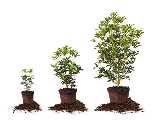 Tea Olive Live Plant, 3 Gallon A76697