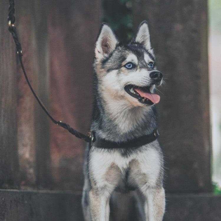 Leather Dog Harness U285819