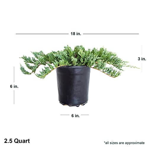 Blue Rug Juniper 2.5 Quart 6-Pack Evergreen Shrubs Ground Cover Live Dwarf Ornamental Conifer Shrub with Blue Green Foliage F5127