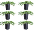 Blue Rug Juniper 2.5 Quart 6-Pack Evergreen Shrubs Ground Cover Live Dwarf Ornamental Conifer Shrub with Blue Green Foliage F5127