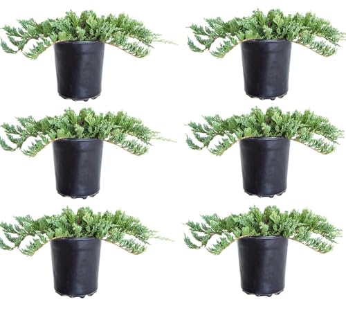 Blue Rug Juniper 2.5 Quart 6-Pack Evergreen Shrubs Ground Cover Live Dwarf Ornamental Conifer Shrub with Blue Green Foliage F5127