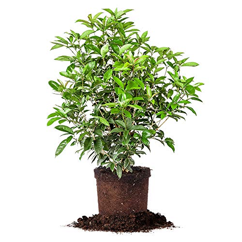 Tea Olive Live Plant, 3 Gallon A76697