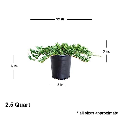 Blue Rug Juniper 2.5 Quart 6-Pack Evergreen Shrubs Ground Cover Live Dwarf Ornamental Conifer Shrub with Blue Green Foliage F5127