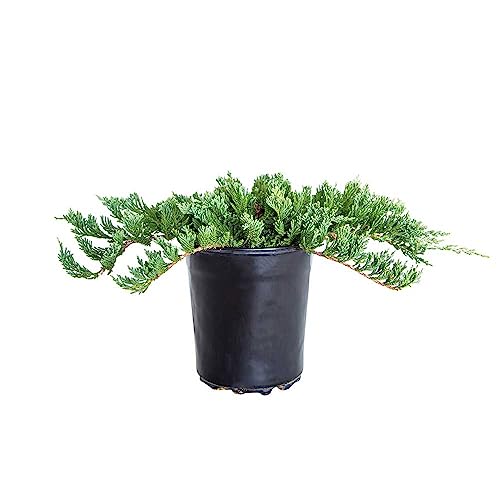Blue Rug Juniper 2.5 Quart 6-Pack Evergreen Shrubs Ground Cover Live Dwarf Ornamental Conifer Shrub with Blue Green Foliage F5127