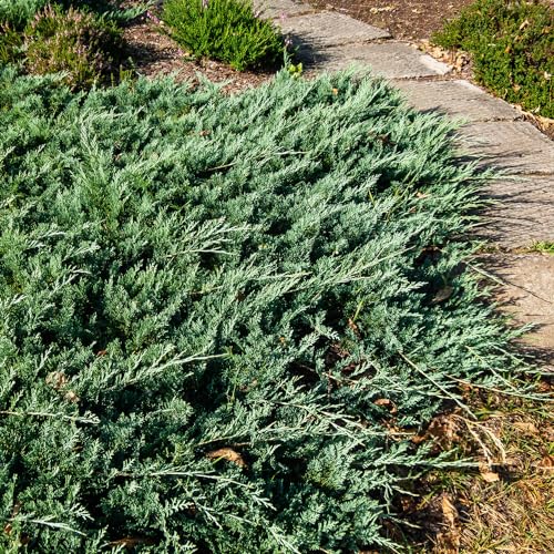 Blue Rug Juniper 2.5 Quart 6-Pack Evergreen Shrubs Ground Cover Live Dwarf Ornamental Conifer Shrub with Blue Green Foliage F5127
