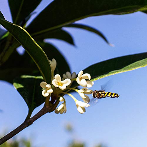 Tea Olive Live Plant, 3 Gallon A76697
