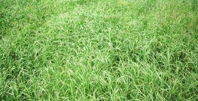 50 lbs. Bermuda Grass Seeds H943