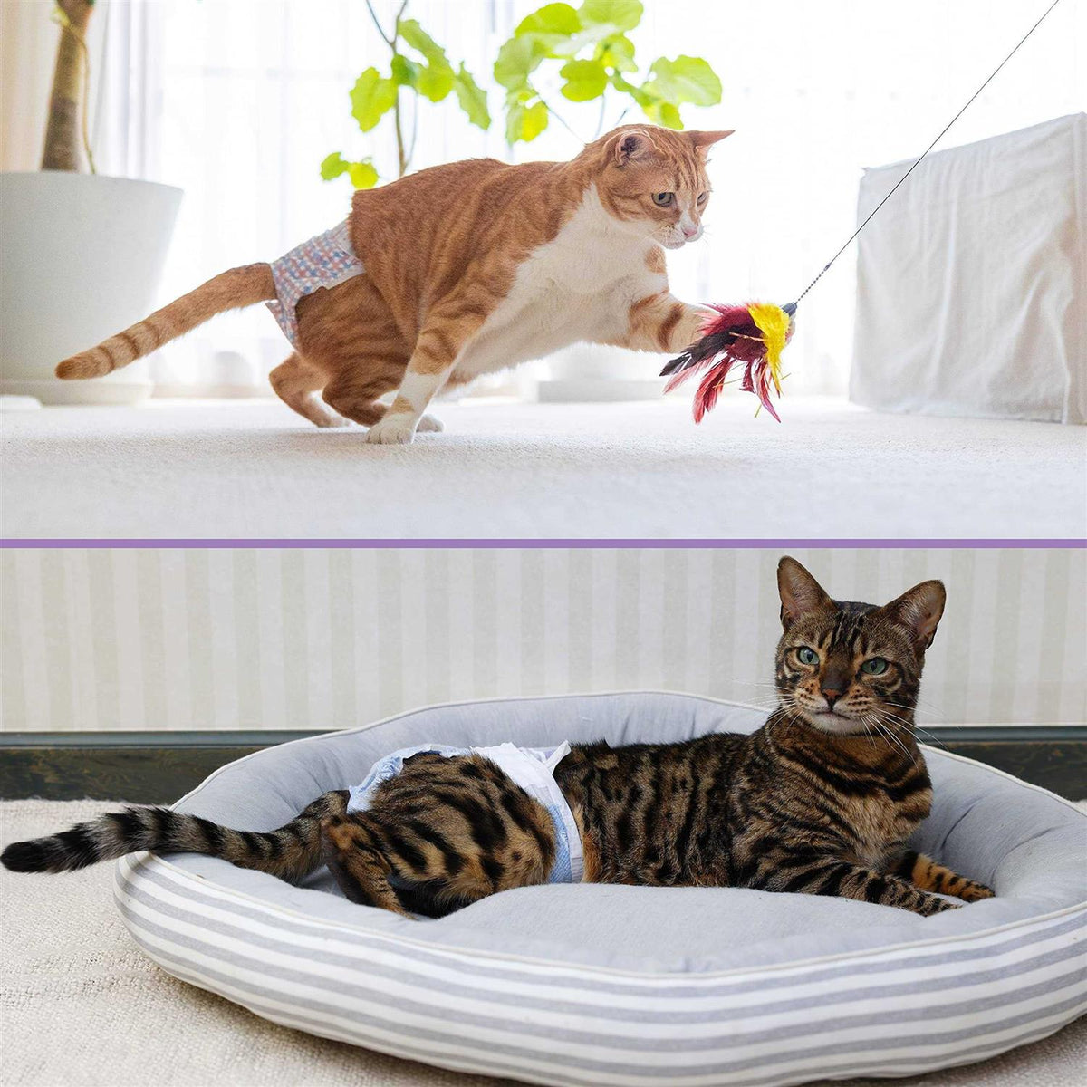 Disposable Cat Diapers K51816