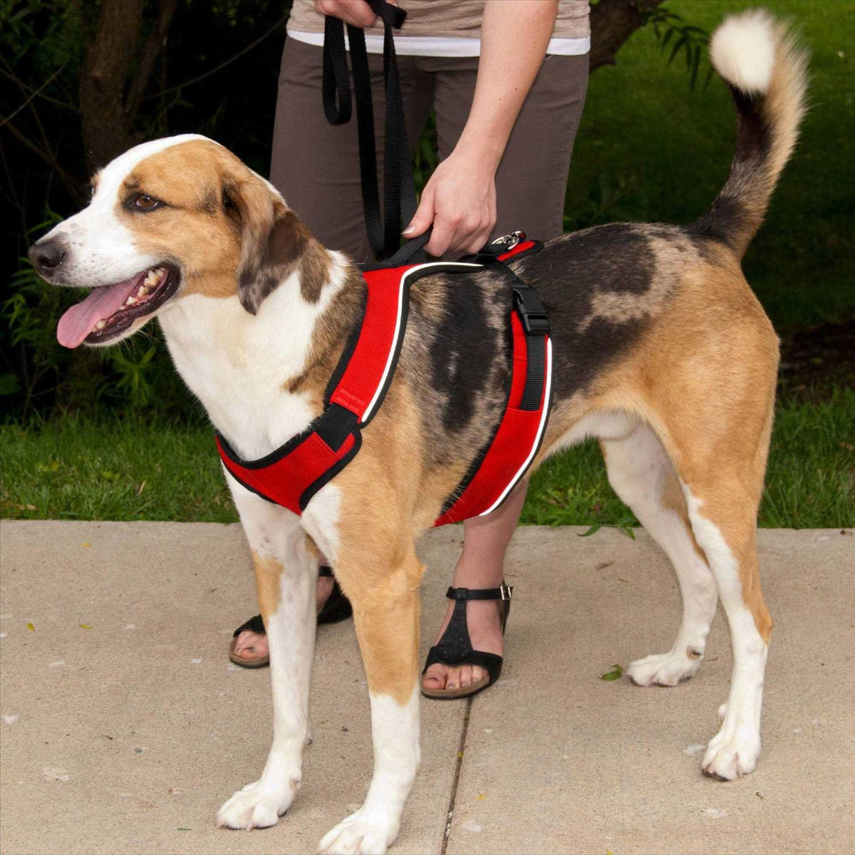 Dog Harness A1628