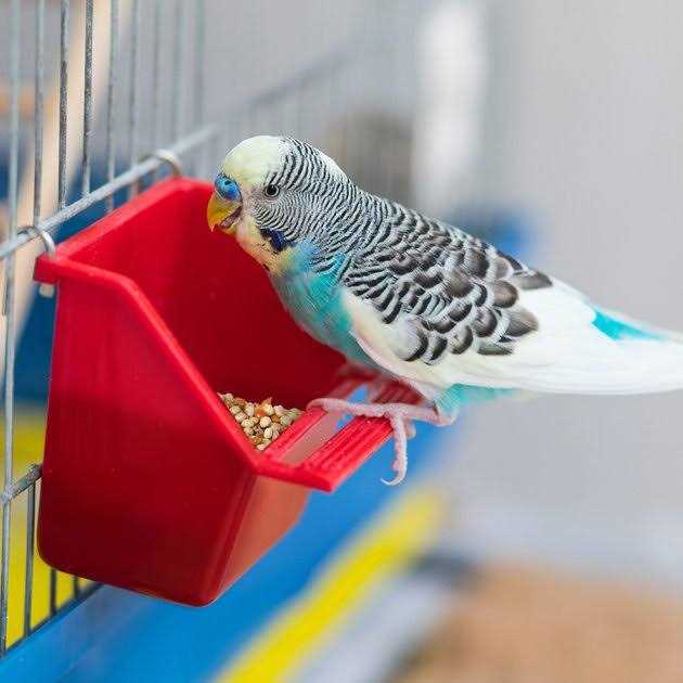 Universal Blend Birds Pet Supplies J416893