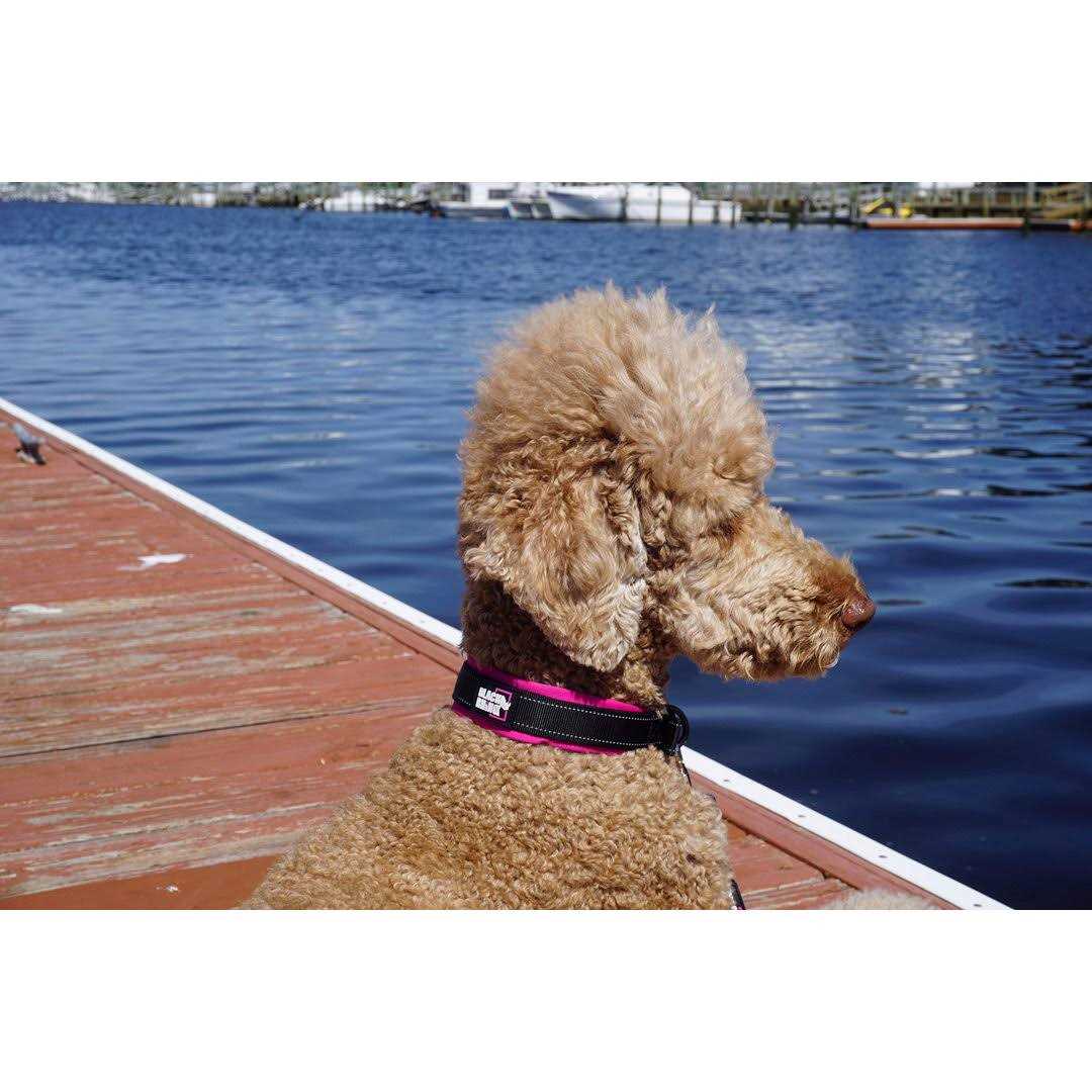 Ultra Soft Neoprene Padded Dog Collar A525