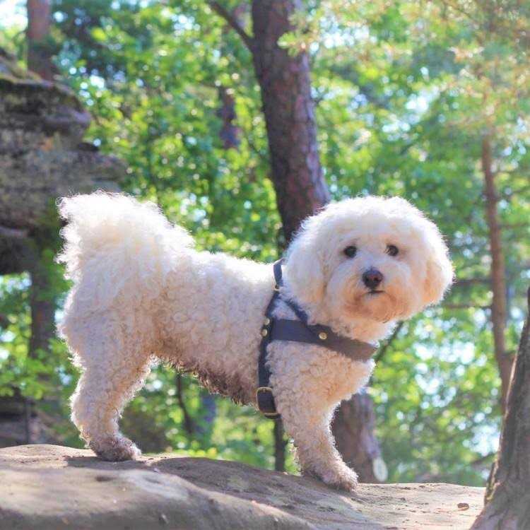 Leather Dog Harness U285819