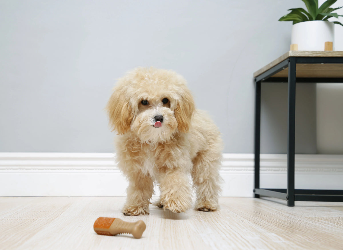 Chicken Flavored Chew Toy, 2 Pack Q602898